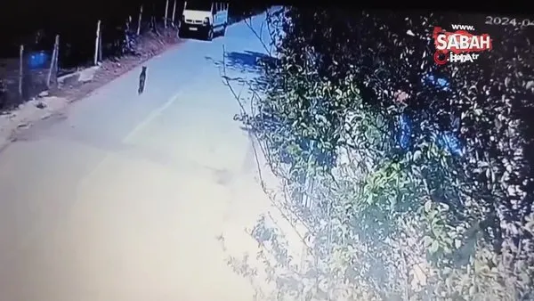 Şaşkına çeviren olay kamerada: Başıboş sokak köpeği, ziynet eşyası dolu çantayı alıp gitti | Video