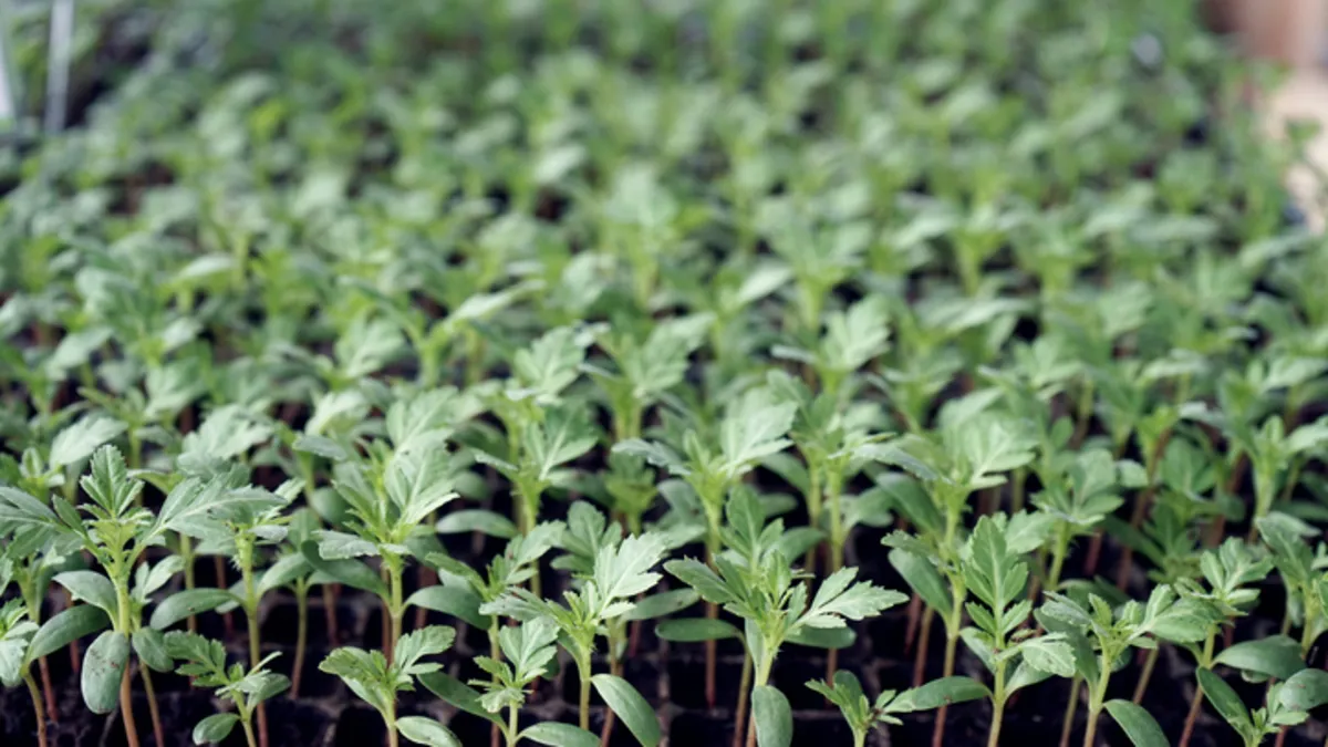 1-karpuz-fidesi-kac-karpuz-verir