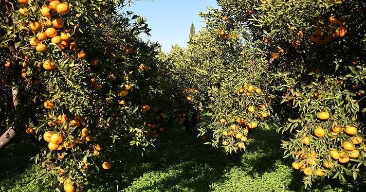 Turunçgilde yeni sezon mandalina ihracatı 28 Eylül’de başlıyor