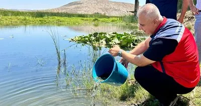 Baraj ve göletlere 1 milyon balık #hatay