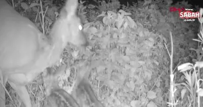 Karaca yavruları, bulundukları noktaya geri bırakılınca annelerine kavuştu | Video