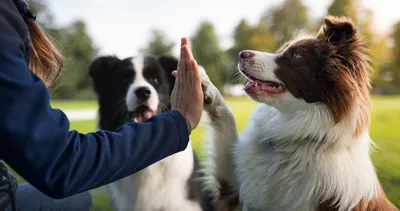 Uzmanlar açıkladı: Köpeğiniz bu hareketle ne anlatmak istiyor? Meğer yıllardır yanlış anlıyormuşuz…