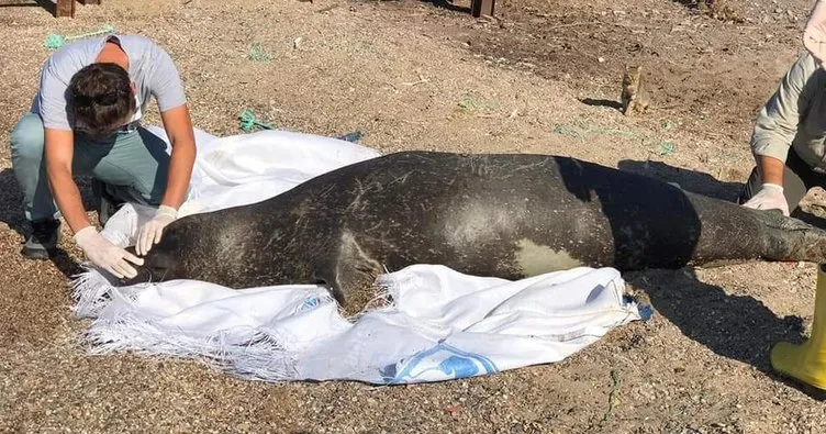 Milas’ta ölmüş bir Akdeniz foku bulundu