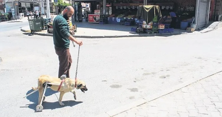 Esnaftan felçli köpeğe yürüteç