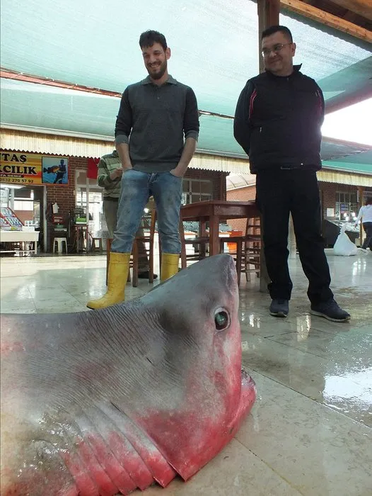 Mersin’de 4 metrelik dev köpek balığı görenleri şaşkına çevirdi!
