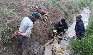 Erzincan’da koyun sulama kanalına düştü: İtfaiye kurtardı