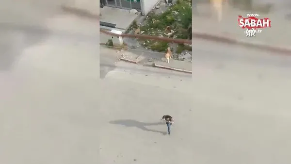 Sahipsiz köpeklerin öğrencilere saldırması kamerada | Video