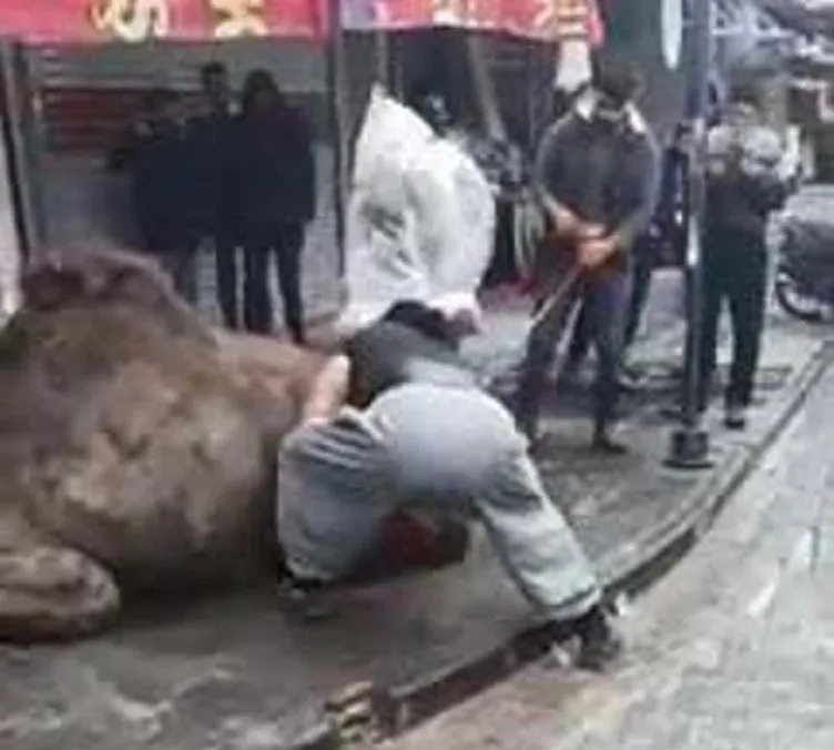 Sokakta deve kesimi işkenceye döndü, zabıta ceza kesti