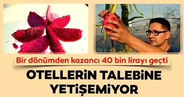 Ejder meyvesiyle tanışan üretici kazancını katladı