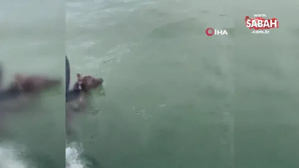 Denizde boğulmak üzere olan ayıyı balıkçılar kurtardı | Video