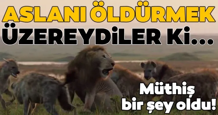 Vahşi doğada inanılmaz olay! Aslan tam av olmuştu ki...