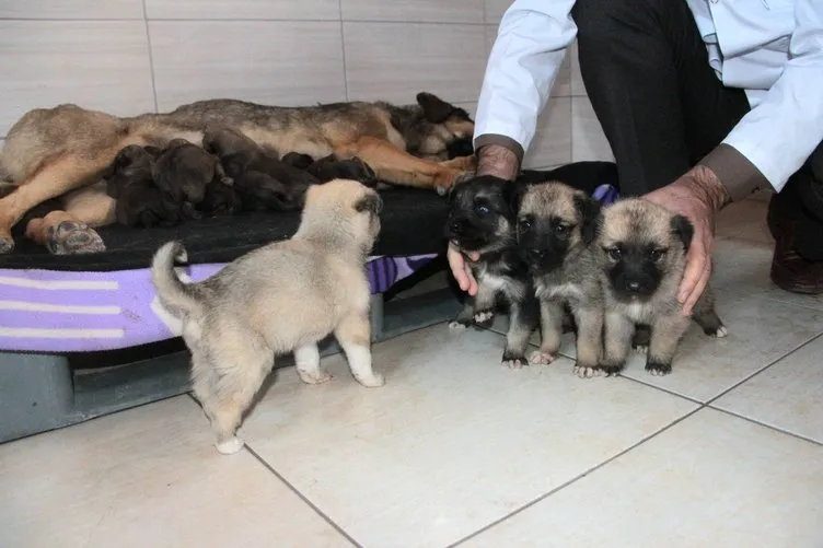 Köylü ağlayarak yardım istedi, 21 yavru köpek kurtarıldı