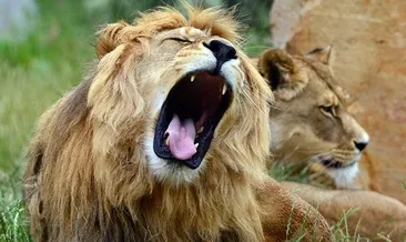 Gergedan avcıları aslanlara yem oldu
