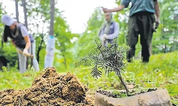Milyonlarca fidan toprakla buluşuyor