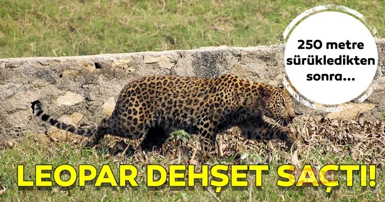 Dünya bu son dakika haberini konuşuyor! Hindistan’da leopar dehşet saçtı…