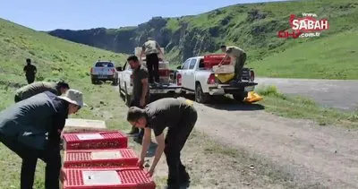 Kars’ta 600 kınalı keklik doğaya bırakıldı | Video
