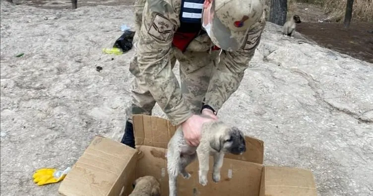 Donmak üzere olan yavru köpeklere Jandarma yetişti