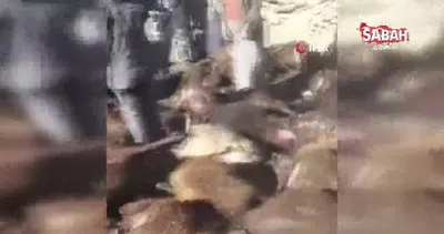 Kağızman’da kurt dehşeti: 190 koyun telef oldu | Video