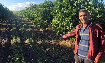 Adanalı çiftçi toprağının her metrekaresini değerlendirdi #adana