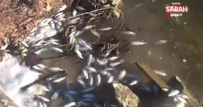 Sünnet Gölü Tabiat Parkı’nda kıyıya vuran balık ölümlerine inceleme! | Video