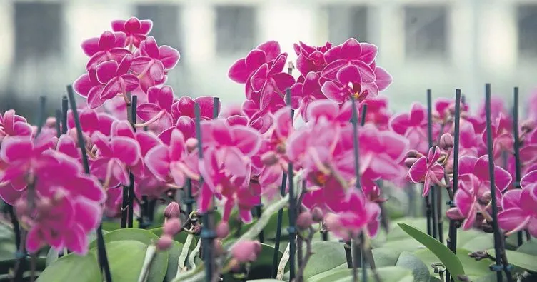 Rengarenk orkideler iç pazarın gözdesi oldu
