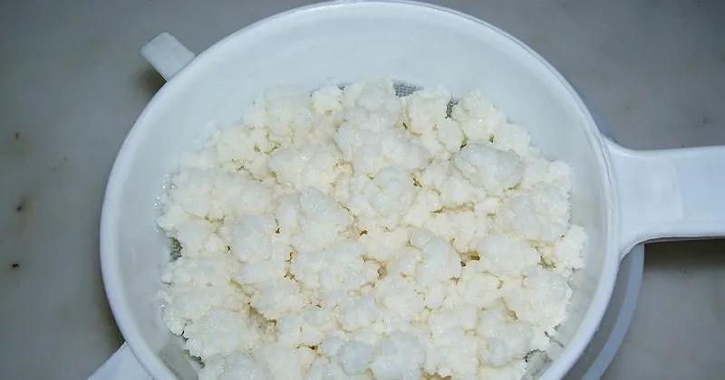 Evde Kefir Yapimi Kefirin Faydalari Ve Icerigindeki Maddeler Nelerdir Saglik Haberleri