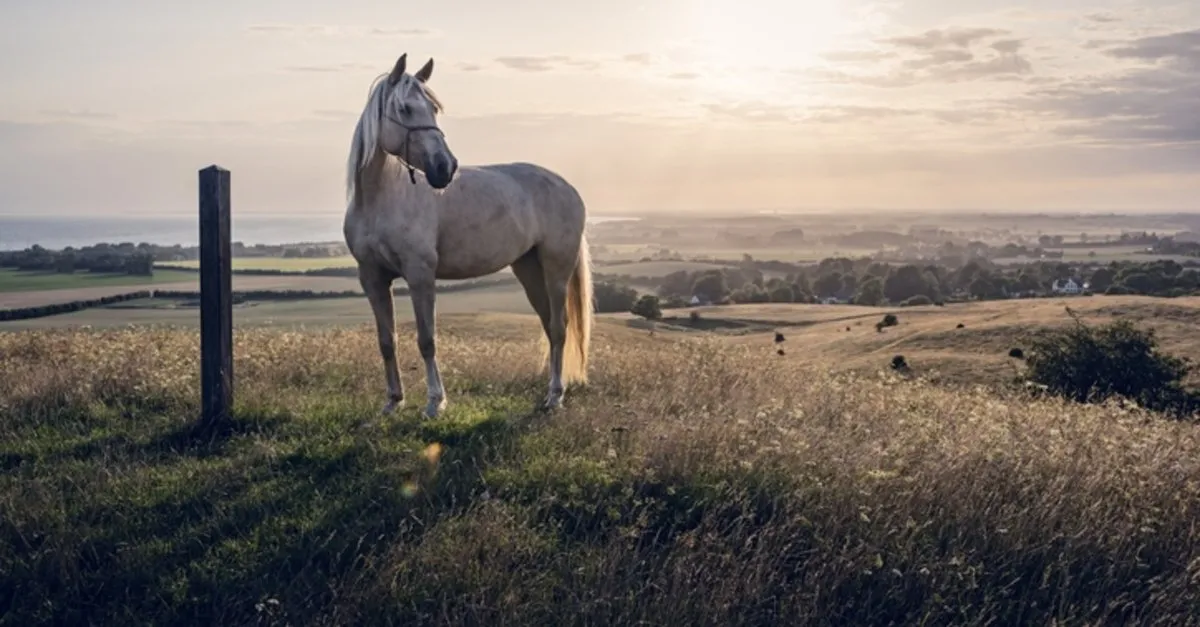 atlar kac yil yasar atlarin ortalama omru ve yasam suresi ile dunyada bilinen en yasli at egitim haberleri