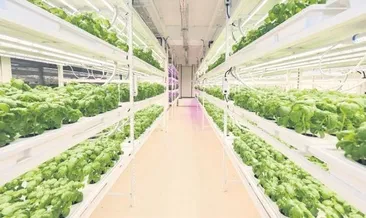 30 metre derinlikte marul üretiyor