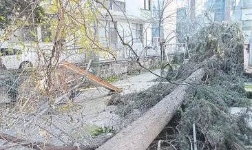 30 metrelik ağaç, çocuk parkının üzerine devrildi