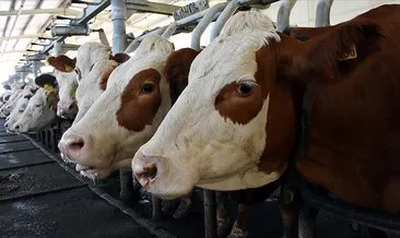 Toplanan inek sütü miktarı arttı