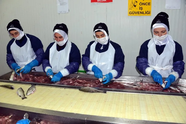 Denizi olmayan Kahramanmaraş, yılda 20 milyon dolarlık balık ihraç ediyor