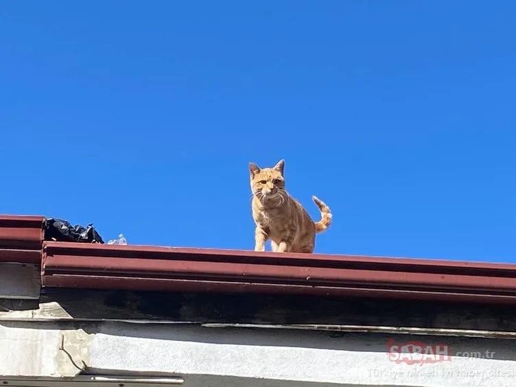 Bu kedinin hikayesi çok büyük 4 yıldır çatıdan inmiyor!