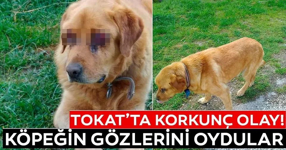 Kan Donduran Olay Tokat Ta Kopegin Gozleri Oyuldu En Son Haber