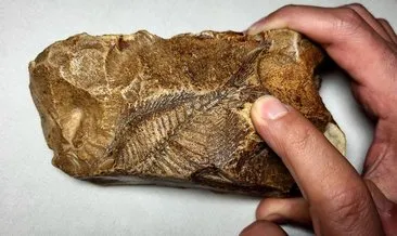 Adıyaman’da köyde bir vatandaş buldu! 15 milyon yıllık balık fosili müzede sergilenecek