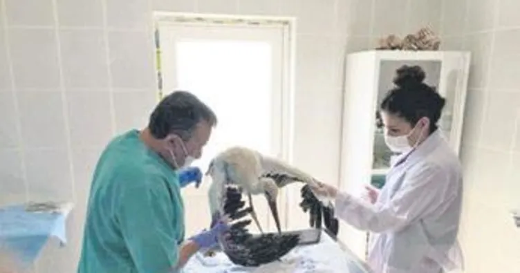 Yaralı bulunan leylek ‘Mazlum’ iyileşti