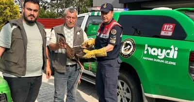 Kırıkkale’de nadir görülen kara leylek yaralı halde bulundu #kirikkale
