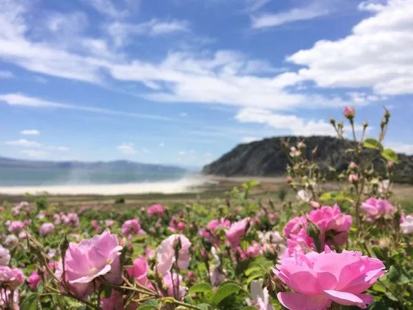 Burdur’da gül ve lavanta turizmi canlandırılacak