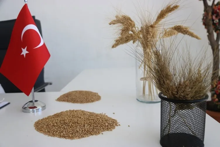 Türkiye’nin her yerinden sipariş yağıyor! Bahçesine ekti tam 7 bin yıllık!