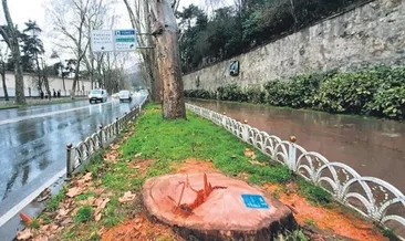 TEMA’nın meselesi ağaç değilmiş