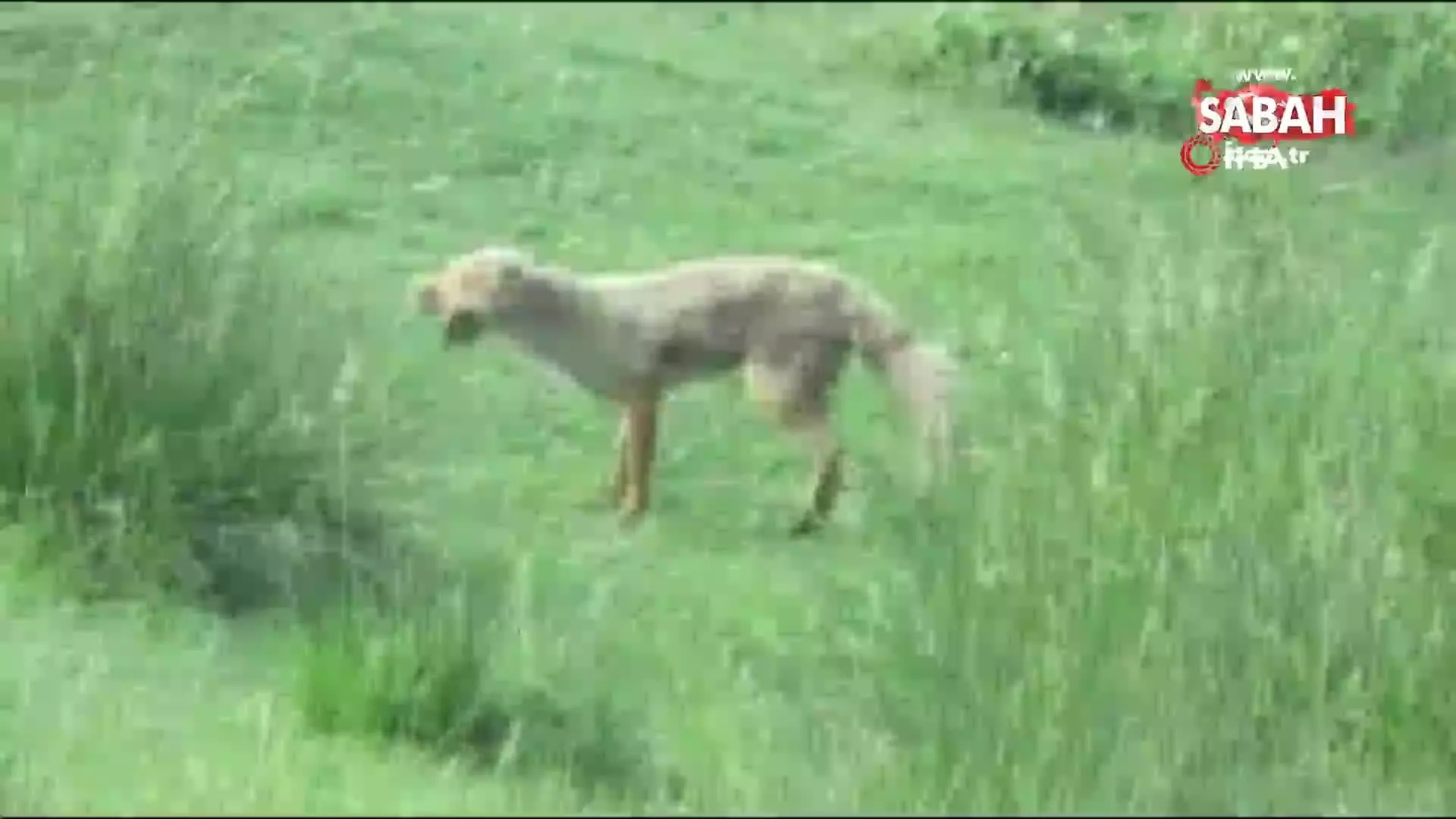 erzincan da kizil sahin ve tilkinin yilan avi kamerada