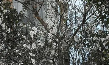 Erik ağacı Şubat ayında çiçek açtı