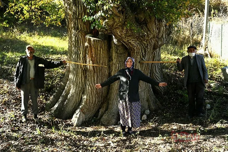 Dünyanın en yaşlı armut ağacı Artvin’de