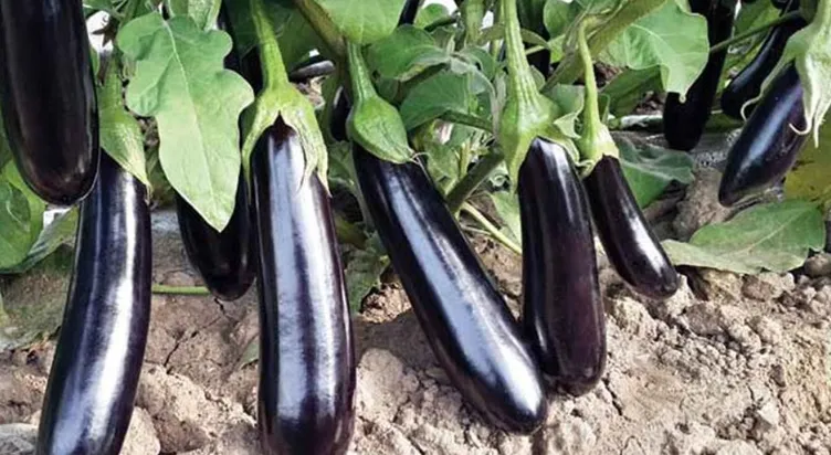 Ananas kendiliğinden organiktir ama şeftaliye dikkat!