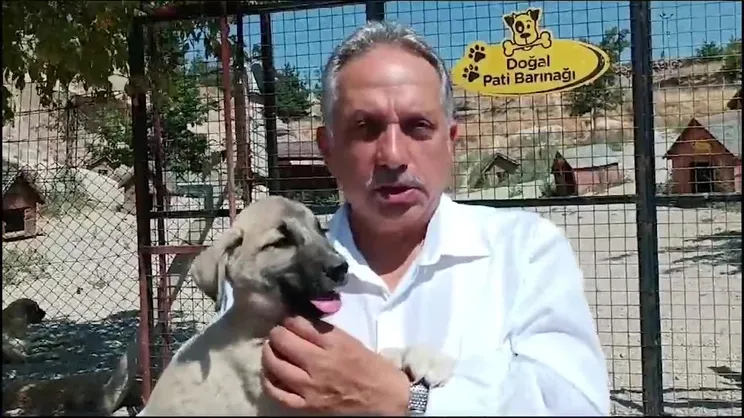 Sokak köpeklerinin 5 yıldızlı oteli