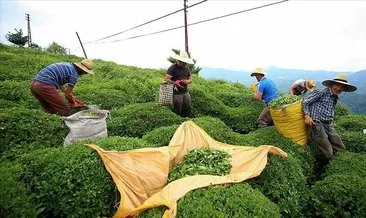 Türk çayı ihracatı 11,3 milyon doları aştı