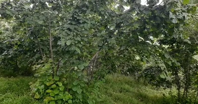 Fındığın kâbusuna karşı seferberlik #trabzon