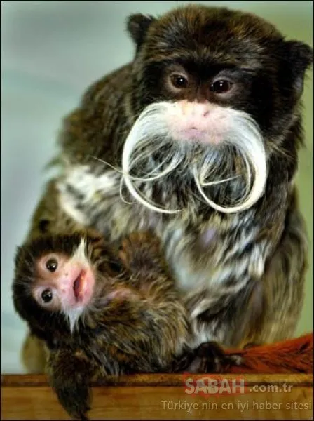 Bursa’da sakallı maymun 20 gün önce yavruladı