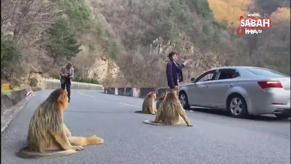 Altın maymunlar Çin'de yol kapattı | Video