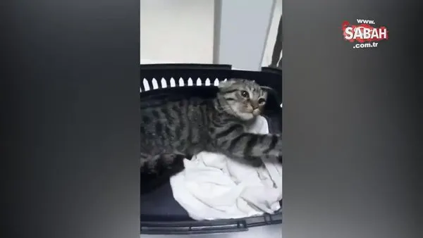 Ankara’da veteriner kedilere oda spreyi sıktı! Skandal görüntülere sosyal medyada tepki yağdı | Video