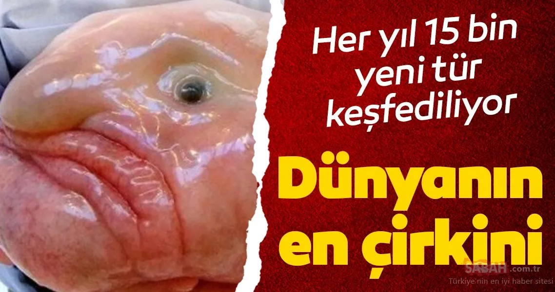 dunyanin en cirkin hayvani denizin dibinde yasiyor galeri yasam